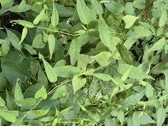 Solanum pittosporifolium