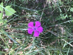 Dianthus seguieri