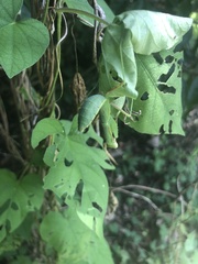 Hierodula patellifera patellifera