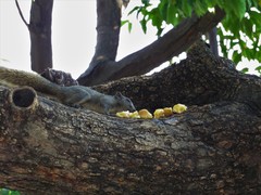 Callosciurus finlaysonii