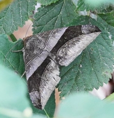 Bastilla maturata