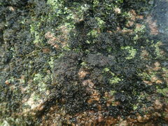 Physma byrsaeum