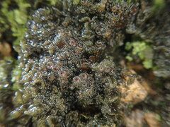 Physma byrsaeum