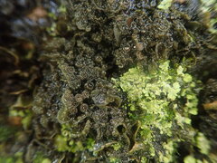 Physma byrsaeum
