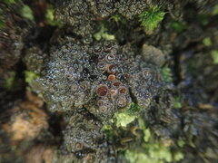 Physma byrsaeum