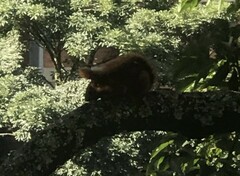 Sciurus granatensis