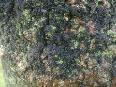 Physma byrsaeum