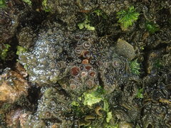 Physma byrsaeum