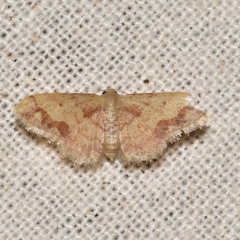 Idaea