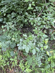 Carpinus turczaninovii