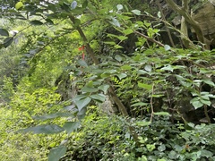 Carpinus turczaninovii