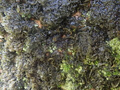 Physma byrsaeum