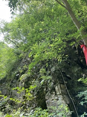 Carpinus turczaninovii