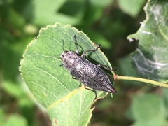 Poecilonota cyanipes