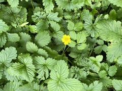 Potentilla