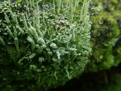 Cladonia darwinii