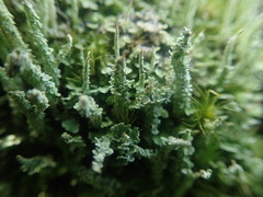 Cladonia darwinii