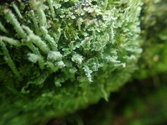 Cladonia darwinii