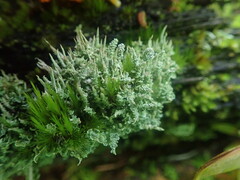 Cladonia darwinii