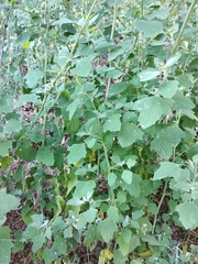 Chenopodium opulifolium