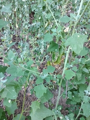 Chenopodium opulifolium
