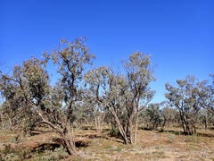 Eucalyptus largiflorens
