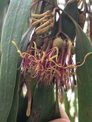 Amyema pendula pendula