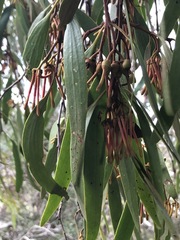 Amyema pendula pendula