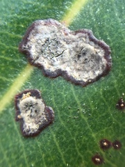 Mycosphaerella metrosideri