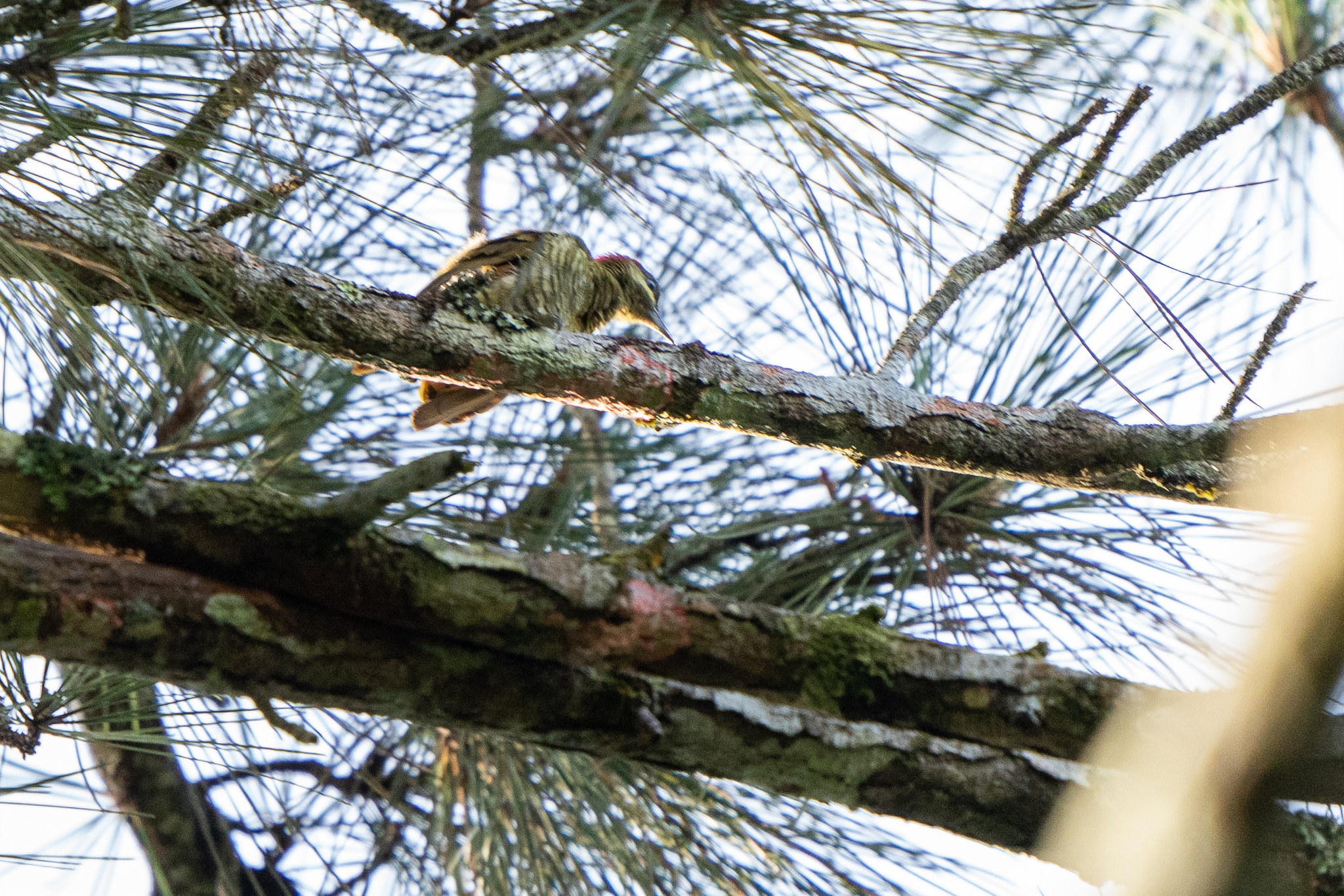 Stripe-cheeked Woodpecker (Piculus callopterus), photo 7