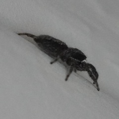 Platycryptus californicus