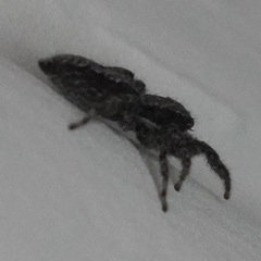 Platycryptus californicus