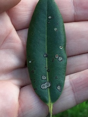 Mycosphaerella metrosideri