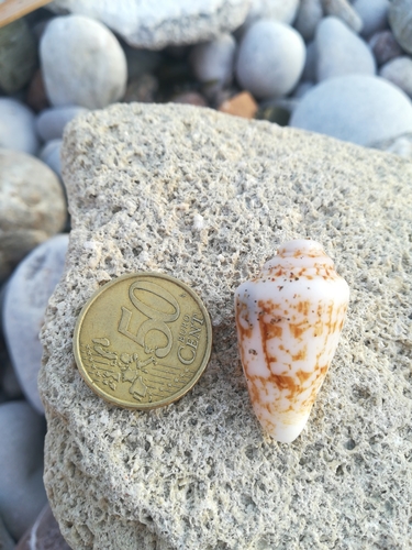 Conomurex persicus