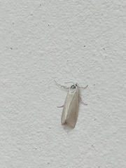Scirpophaga incertulas