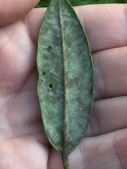 Mycosphaerella metrosideri