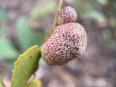 Disholandricus reniformis