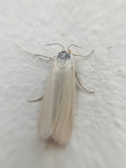 Scirpophaga incertulas