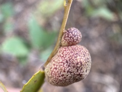 Disholandricus reniformis