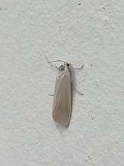 Scirpophaga incertulas