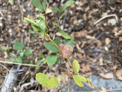 Disholandricus reniformis