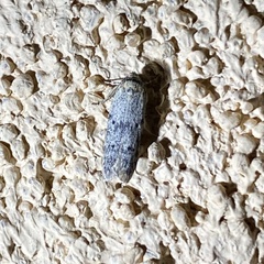 Holcocera chalcofrontella