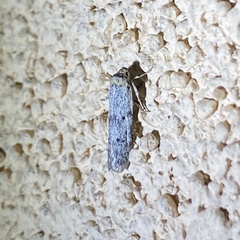 Holcocera chalcofrontella