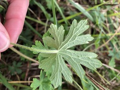 Geranium gardneri