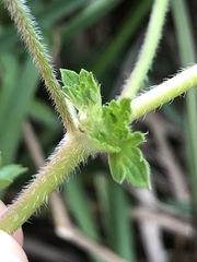 Geranium gardneri