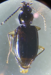 Bembidion iridescens