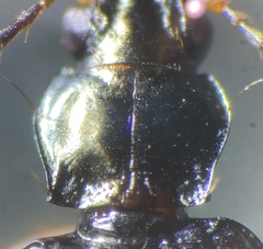 Bembidion iridescens