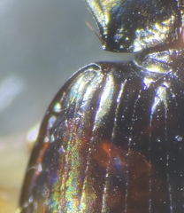 Bembidion iridescens