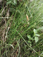 Equisetum ramosissimum