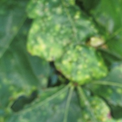 Puccinia malvacearum